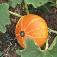 Гарбуз Мандаринчик за 5 нас.