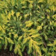 Саджанець Ялівець середній Mordigan Gold в контейнері