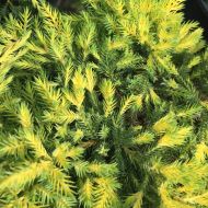 Саджанець Ялівець середній Mordigan Gold в контейнері