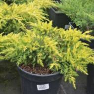Саженец можжевельника среднего Mordigan Gold в контейнере
