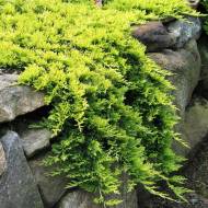 Саджанець Ялівець горизонтальний Golden Carpet в контейнері