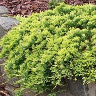 Саджанець Ялівець горизонтальний Golden Carpet в контейнері