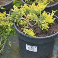 Саженец можжевельника горизонтального Golden Carpet в контейнере