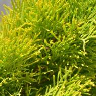 Саженец туи Janed Gold в контейнере