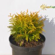 Саджанець Туя західна Mіріам в контейнері