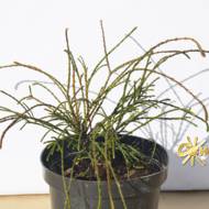 Саджанець Туя складчаста Віпкорд в контейнері