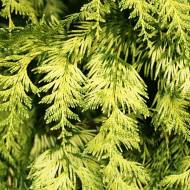 Саджанець Туя складчаста Іріч Голд в контейнері