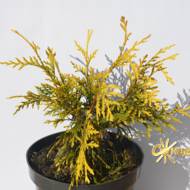 Саженец туи складчатой Ирич Голд в контейнере