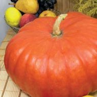 Гарбуз Жане де Паріс за 2 г