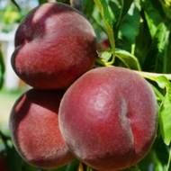 Саджанець Персик Роял меджестік