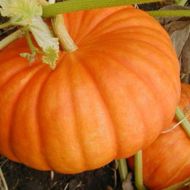 Гарбуз Медова красуня за 10 нас.