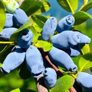 Саджанець Жимолость їстівна Алісія в контейнері