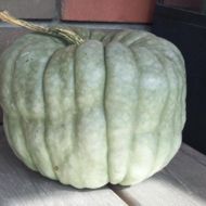 Гарбуз Квінслендський блакитний за 1 г