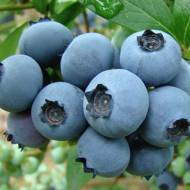 Саженец Голубика Рубель в контейнере