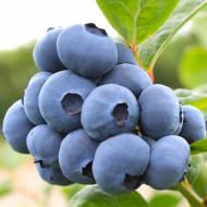 Саджанець Лохина Нельсон в контейнері