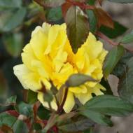 Троянда плетиста Голден Шауерс в контейнері