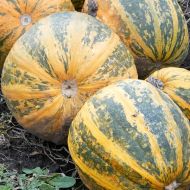 Гарбуз Український багатоплідний