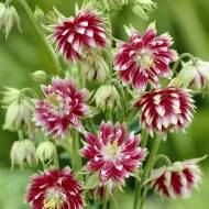 Саджанець Аквілегія махрова Рink Barlow в контейнері