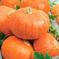 Гарбуз Бамбіно за 5 нас.