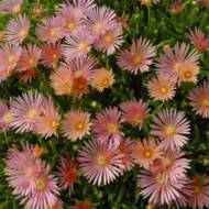 Саженец делоспермы Kelaidis в контейнере