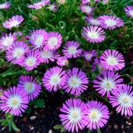 Саженец делоспермы Стардаст в контейнере