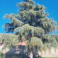 Саджанець Кедр Гімалайський в контейнері