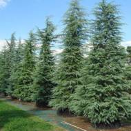 Саженец кедра гималайского в контейнере