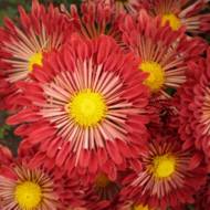 Саженец хризантемы Зонтик в контейнере