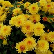 Хризантема Сонцесвіт в контейнері