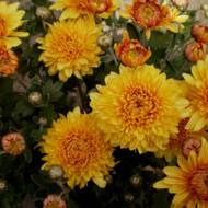 Саженец хризантемы Бархатный сезон в контейнере