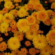 Хризантема Осіннє рандеву в контейнері