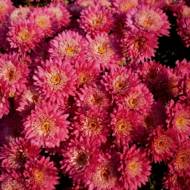 Саженец хризантемы Прожектор в контейнере