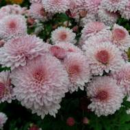 Хризантема Слов'яночка в контейнері