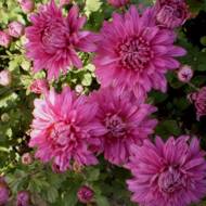 Хризантема Зорепад в контейнері