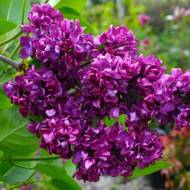 Саженец сирени Charles Joly в контейнере