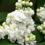 Саженец сирени Madame Lemoine в контейнере