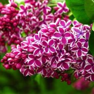 Саджанець Бузок Sensation в контейнері