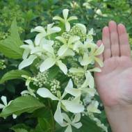 Саженец гортензии метельчатой ​​Большая Звезда в контейнере