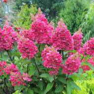 Саджанець Гортензія волотиста Mega Mindy в контейнері