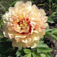 Пион Itoh Canary Brilliants