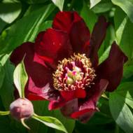 Півонія Itoh Lafayette Escadrille