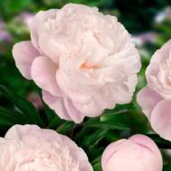 Півонія Gardenia