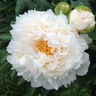 Півонія Gardenia