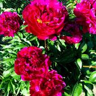 Півонія Karl Rosenfield (2-3 бруньки)