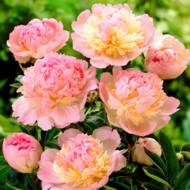 Півонія Madame Calot