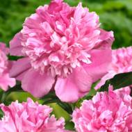 Пион Bouquet Perfect