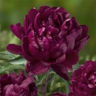 Пион Cherry Hill