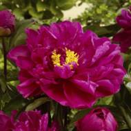 Пион Karl Rosenfield (2-3 почки)