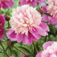 Пион Lady Liberty