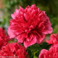 Пион Many Happy Returns